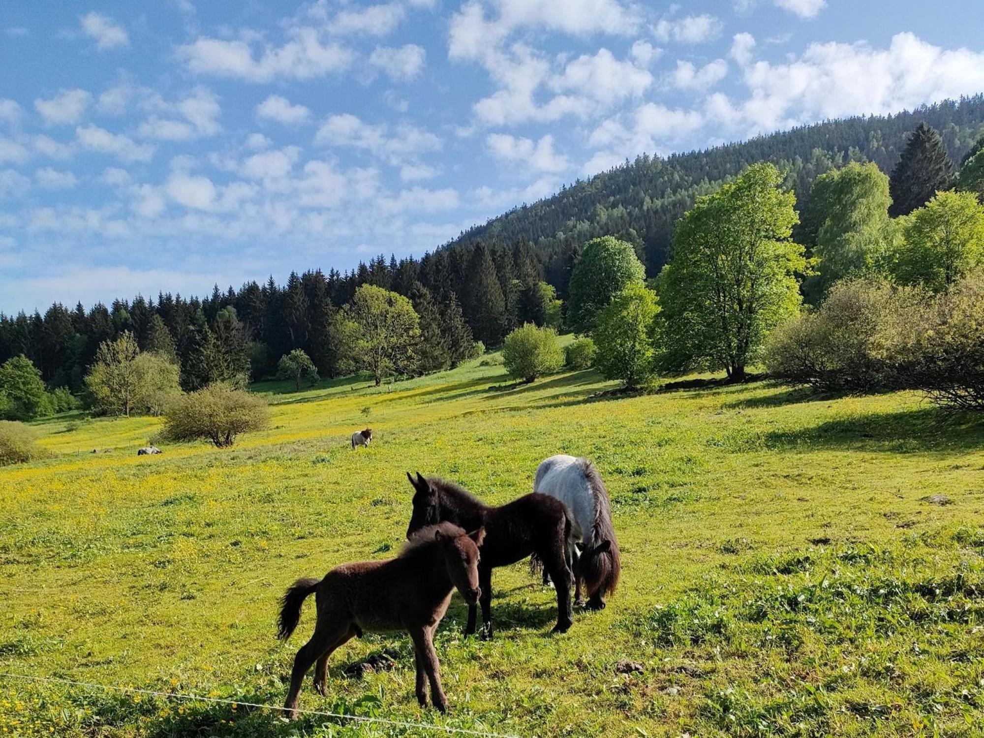 Vacation Home Am Hermannsberg, Oberschoenau Oberschonau Dış mekan fotoğraf